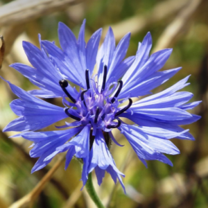 Blaue Kornblume
